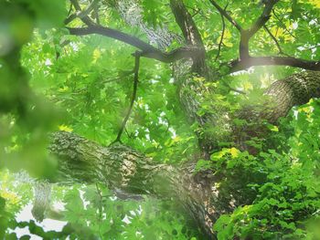 Low angle view of trees in forest