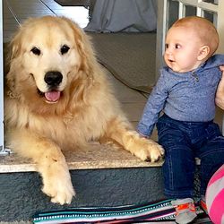 Full length of cute dog sitting on man looking away