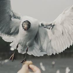 Close-up of cropped hand