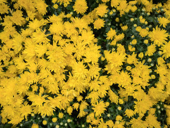 High angle view of yellow flowering plants