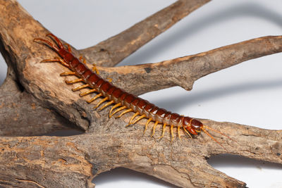 Close-up of insect on tree