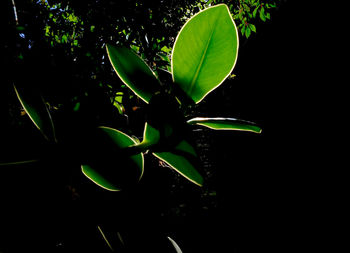 Close-up of leaves