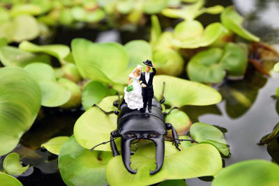 Close-up of insect on wedding