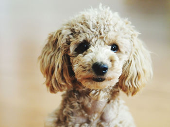 Close-up portrait of dog