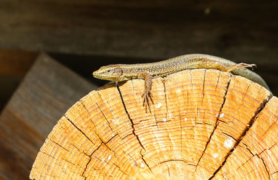 Close-up of lizard