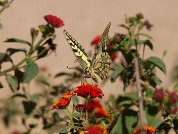 Close-up of butterfly on red flower