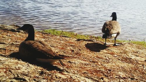 Ducks in lake