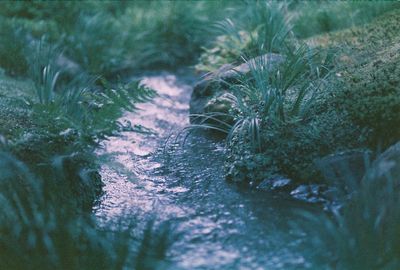 Close-up of plants in water