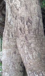 tree trunk