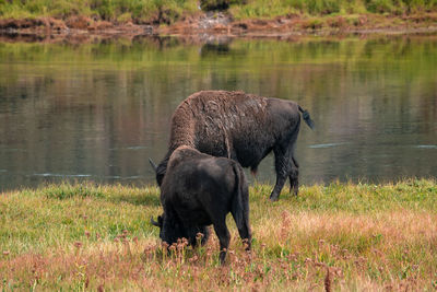 A herd of bison moves quickly along the firehole river in yellowstone national park