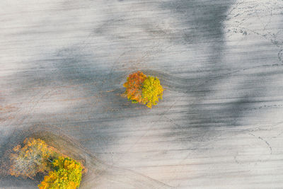 Autumn tree stands alone on some agricultural land.