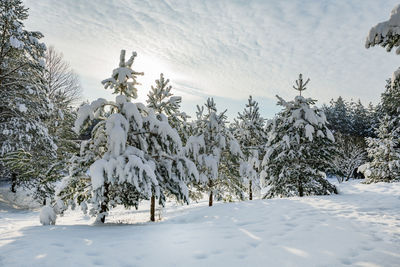 Pine trees on snow covered field