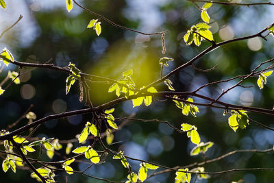 Close-up of spider web on branch