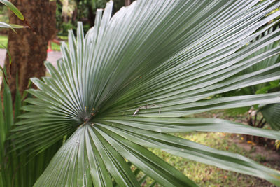 Close-up of palm leaves