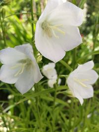 Close-up of white flower blooming outdoors