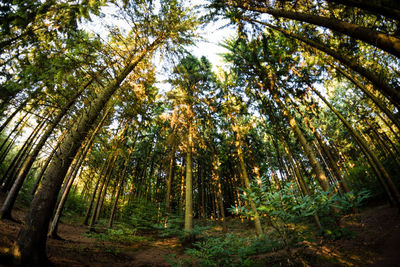 Low angle view of trees