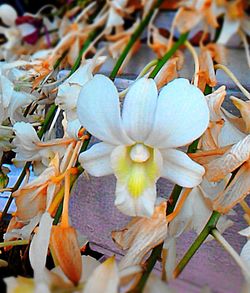 Close-up of flowers