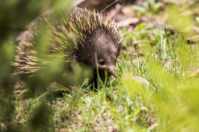 Echidna walking in garden