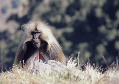 Close-up of baboon on grass