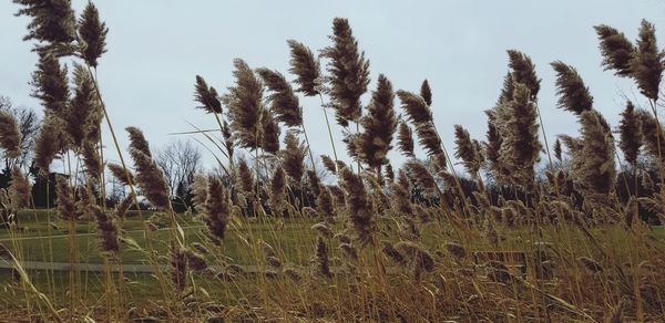 Low angle view of trees on field against sky