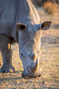 Close-up of elephant on field