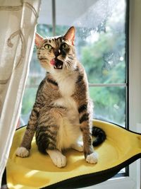 Cat sitting by window at home