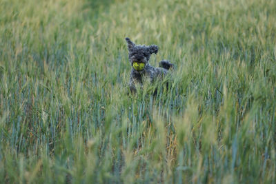 Cute 1 year old grey colored silver poodle dog jumping happily through a corn field at sunset