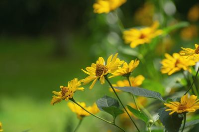 Close-up of yellow flowering plant