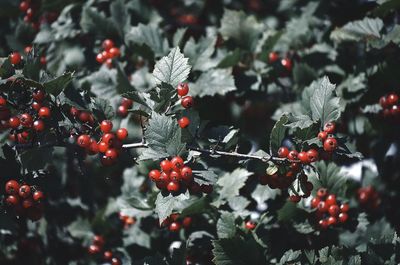 High angle view of cherries