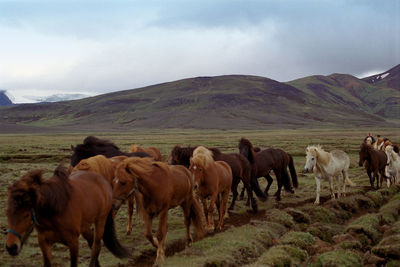 Horses walking on field against sky
