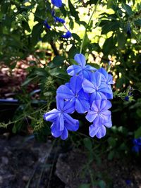 Close-up of purple flowers blooming outdoors