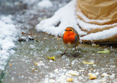 Close-up of bird perching on snow