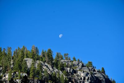 Low angle view of trees against clear blue sky