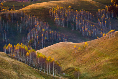 View of trees on landscape