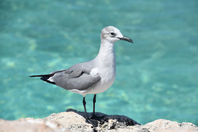 Laughing gull with gray and white feathers in tropical waters.