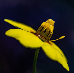 Close-up of yellow flowering plant