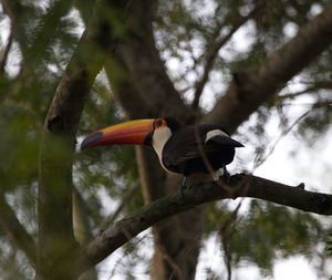 Closeup portrait of toucan ramphastos toco sitting in trees transpantaneira, pantanal, brazil.