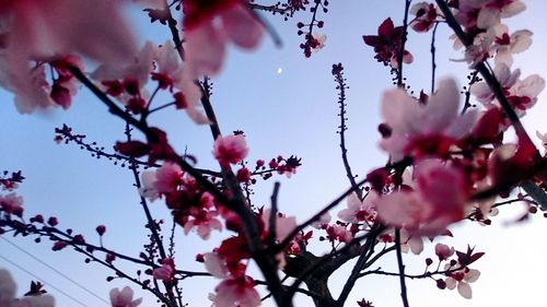 Low angle view of pink flowers