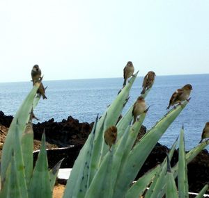 sea