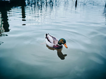 High angle view of duck swimming in lake