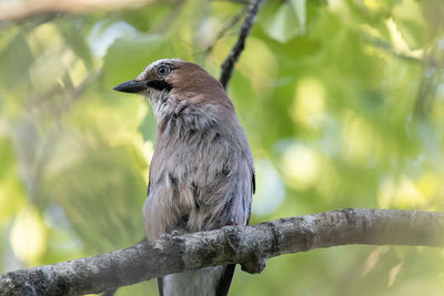 Close-up of bird perching on branch