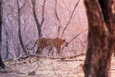 View of cat on bare tree