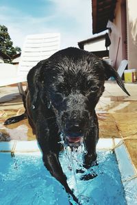 Close-up portrait of black dog against sky