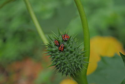 Mediterranean red bugs on green thistle. close up.
