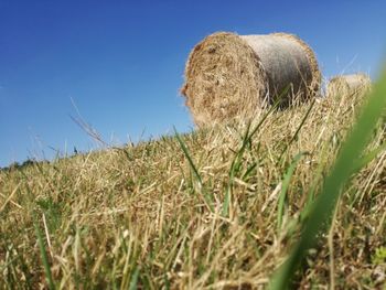 Close-up of plants growing on field