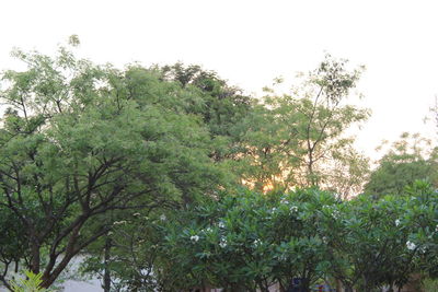 Low angle view of trees against sky