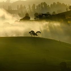 Cows on field against sky during sunset