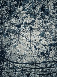 Low angle view of bare tree against sky