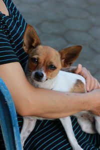 Midsection of person holding small dog