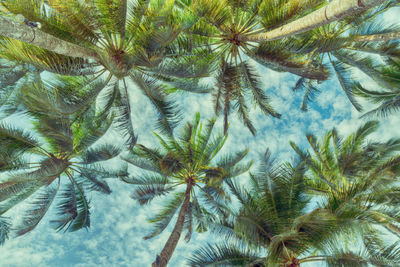 Low angle view of palm trees against sky